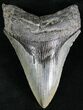Lower Megalodon Tooth - South Carolina #28420-1